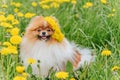 A beautiful fluffy dog Ã¢â¬â¹Ã¢â¬â¹sits among flowers with a wreath on his head and smiles. Royalty Free Stock Photo